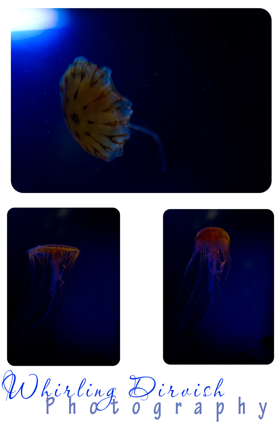 jelly jelly