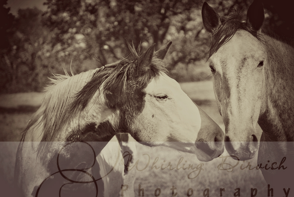 DIR_0240_9505blog