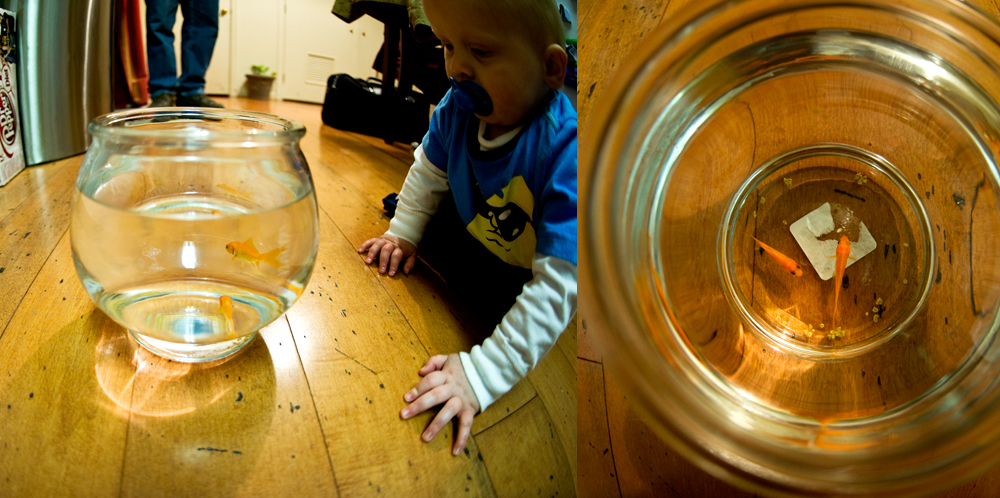 goldfishblog